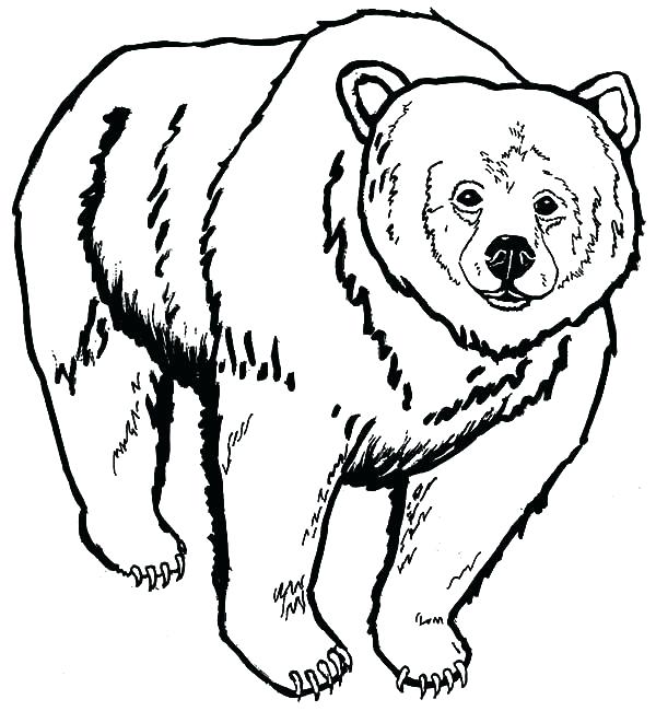 Realistic Bear Coloring Pages At Getdrawings Free Download