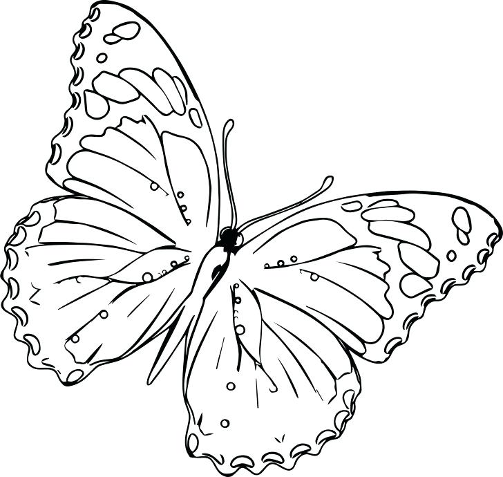 Realistic Coloring Pages Butterflies / Realistic Butterfly Drawing at