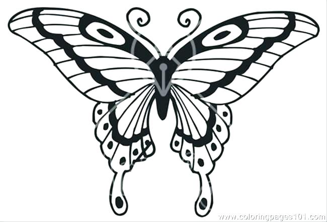 Realistic Butterfly Coloring Pages at GetDrawings | Free download