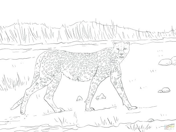 Realistic Cheetah Coloring Pages at GetDrawings | Free download