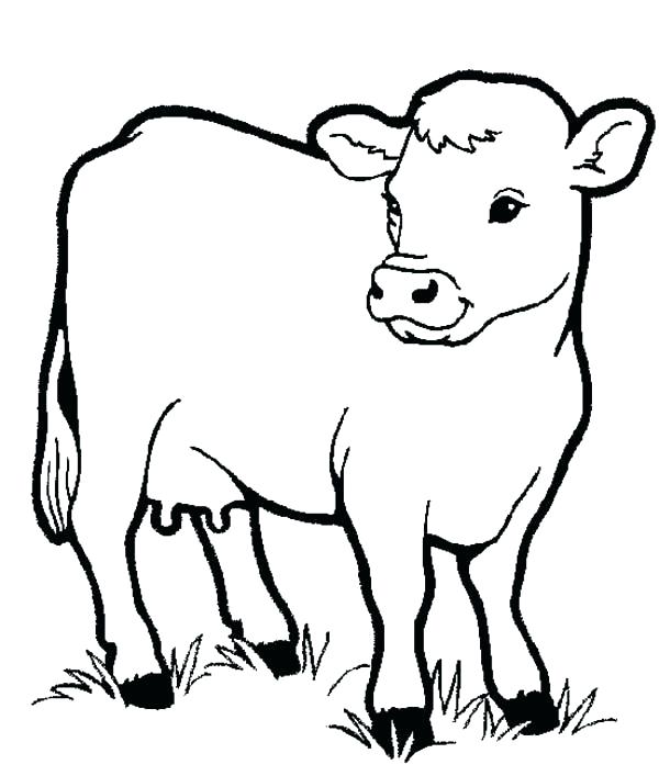 Realistic Cow Coloring Pages At GetDrawings | Free Download