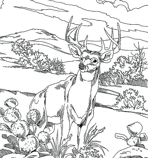 Realistic deer coloring pages