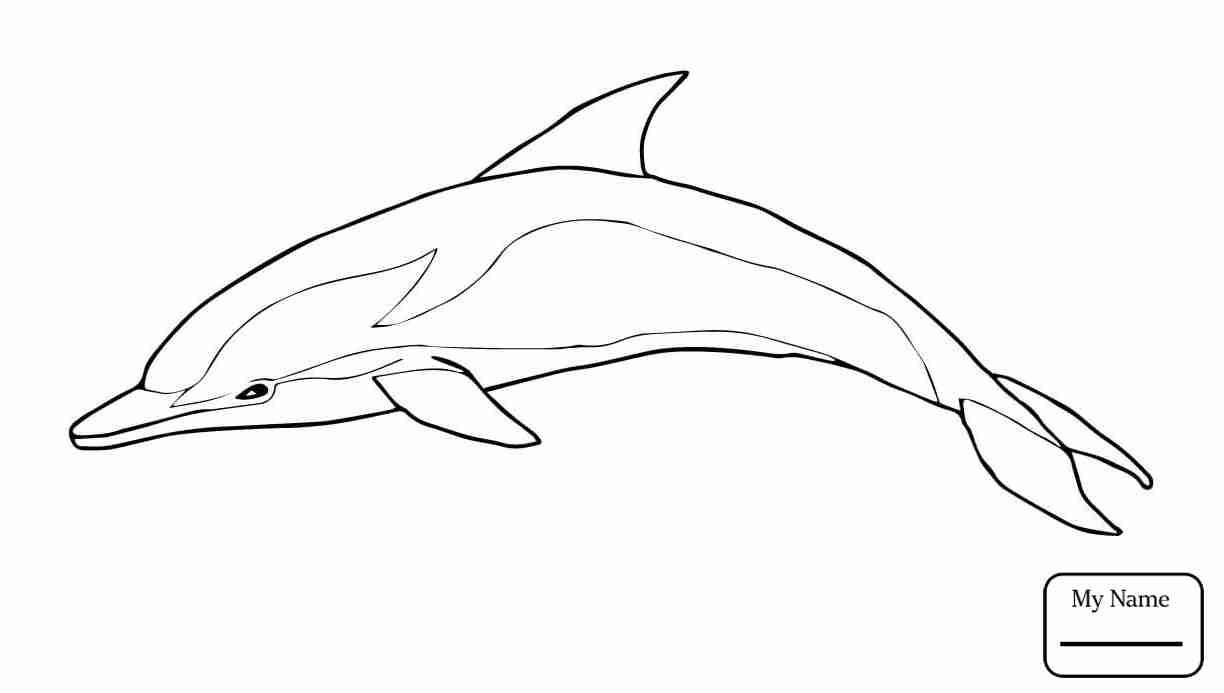 1224x693 Realistic Dolphin Coloring Pages Underwater Coloringstar New.
