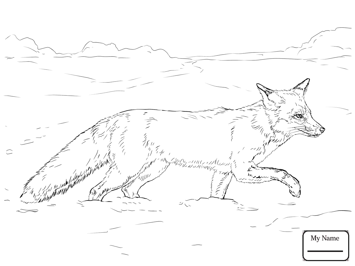 Realistic Fox Coloring Pages At Getdrawings Free Download