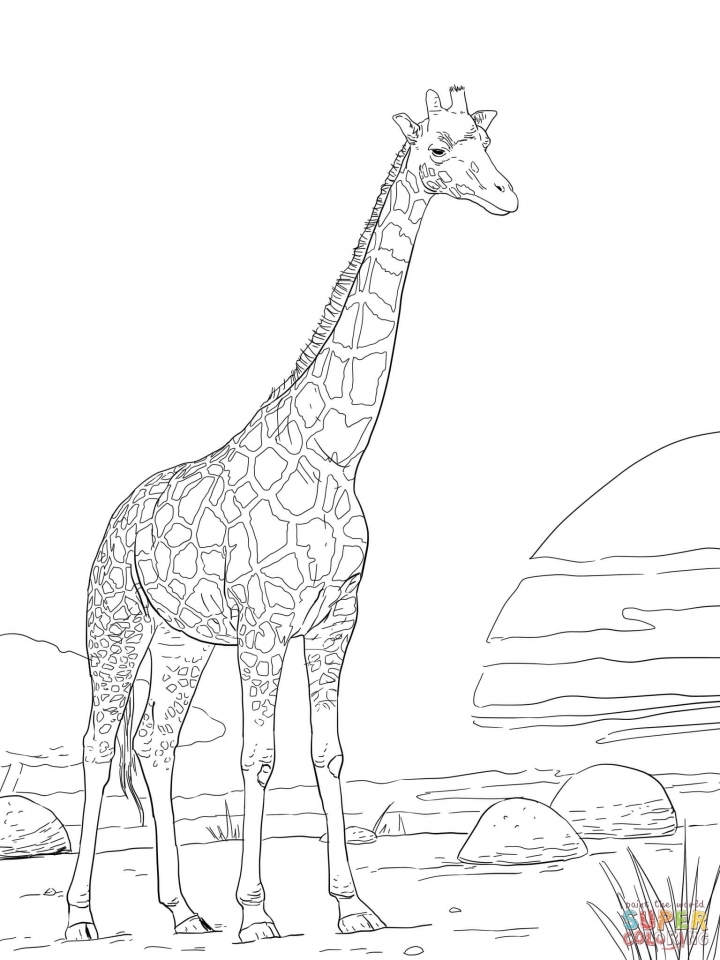 Realistic Giraffe Coloring Pages at GetDrawings | Free download