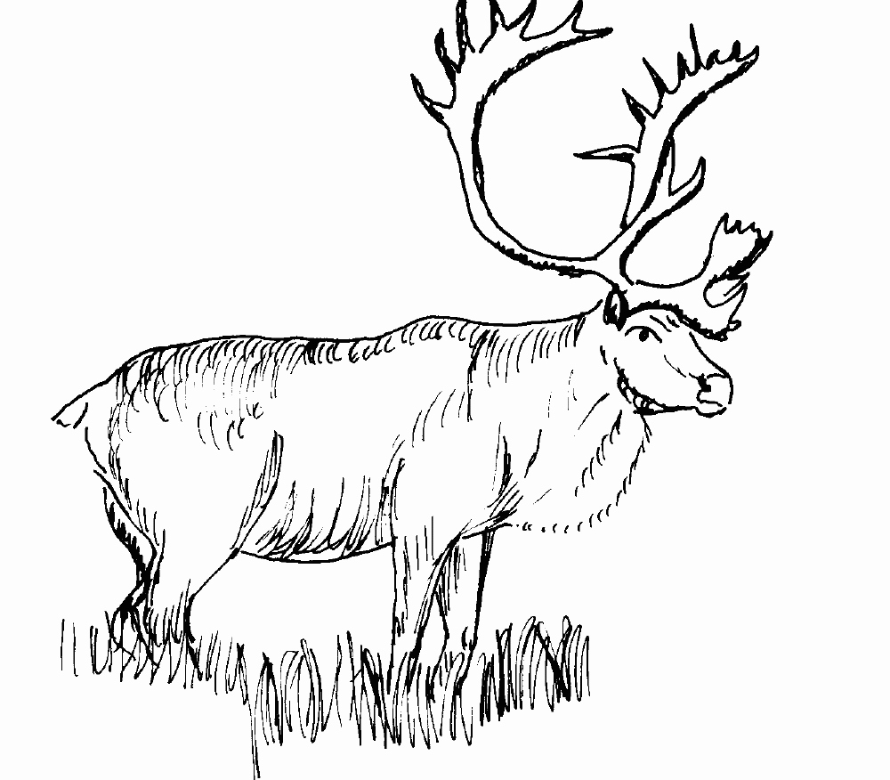 Realistic Reindeer Coloring Pages at GetDrawings | Free download