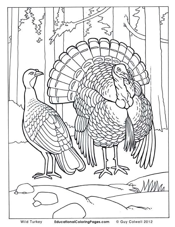 Realistic Wild Animal Coloring Pages At Getdrawings Free Download