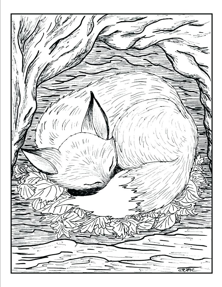Realistic Wild Animal Coloring Pages at GetDrawings | Free download