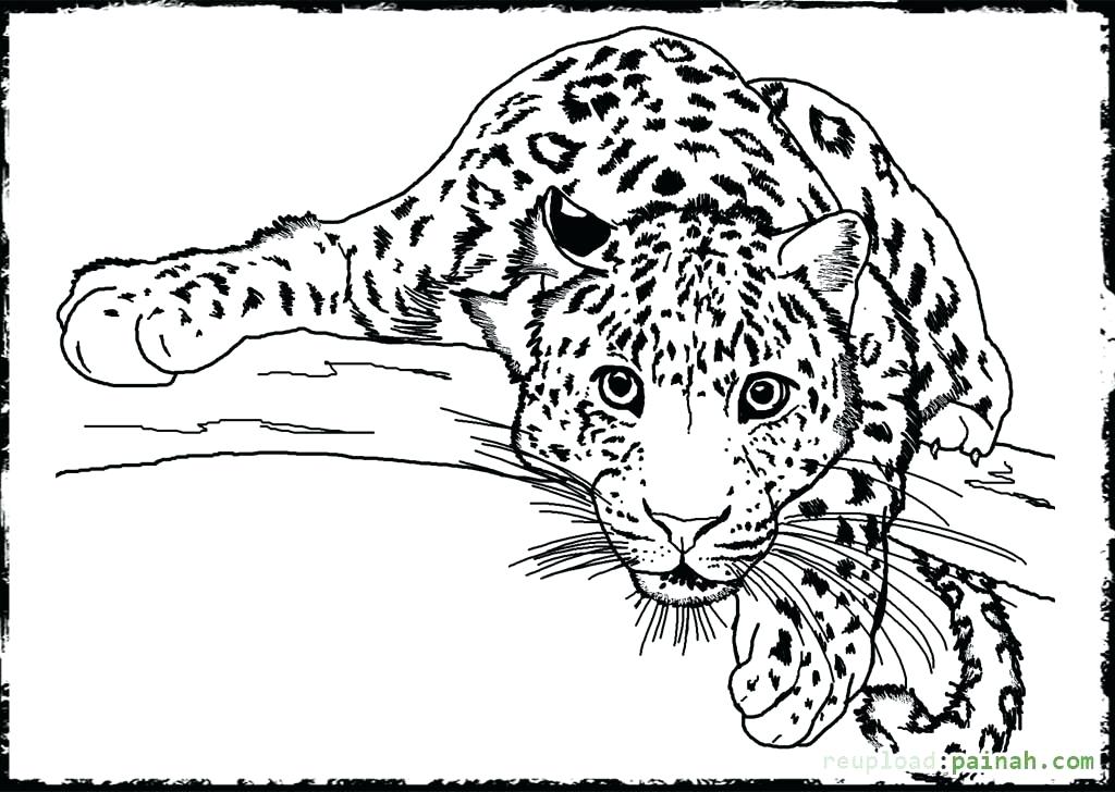 Realistic Wild Animal Coloring Pages at GetDrawings Free download