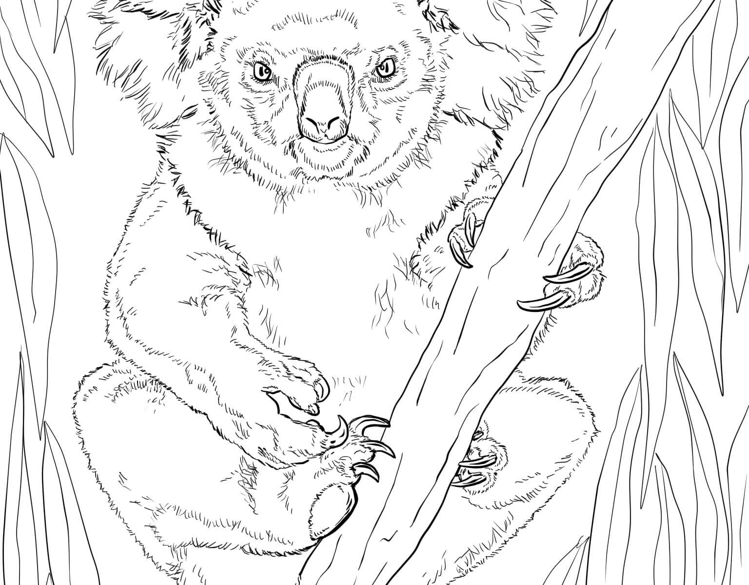 Realistic Wildlife Coloring Pages at GetDrawings | Free download