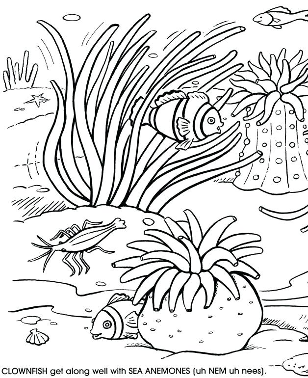 Reef Coloring Pages at GetDrawings Free download