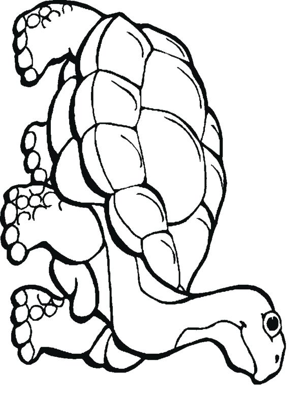 The Best Free Reptile Coloring Page Images Download From 90 Free 