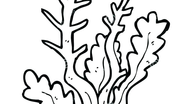 Seaweed Coloring Pages at GetDrawings | Free download