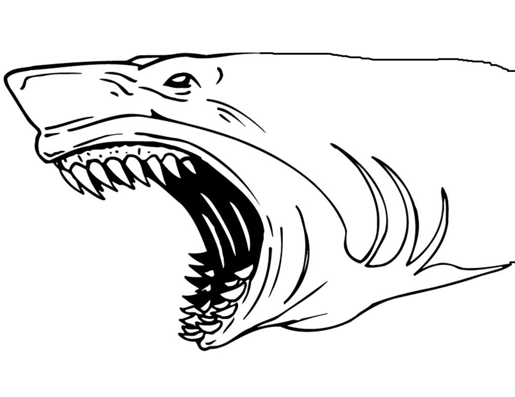 Shark Coloring Pages At Getdrawings Free Download