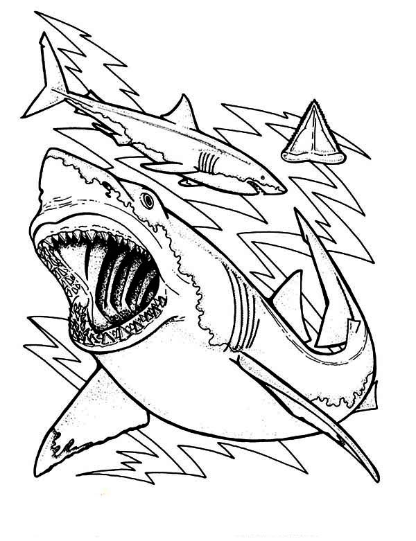 Shark Tooth Coloring Page At Getdrawings Free Download