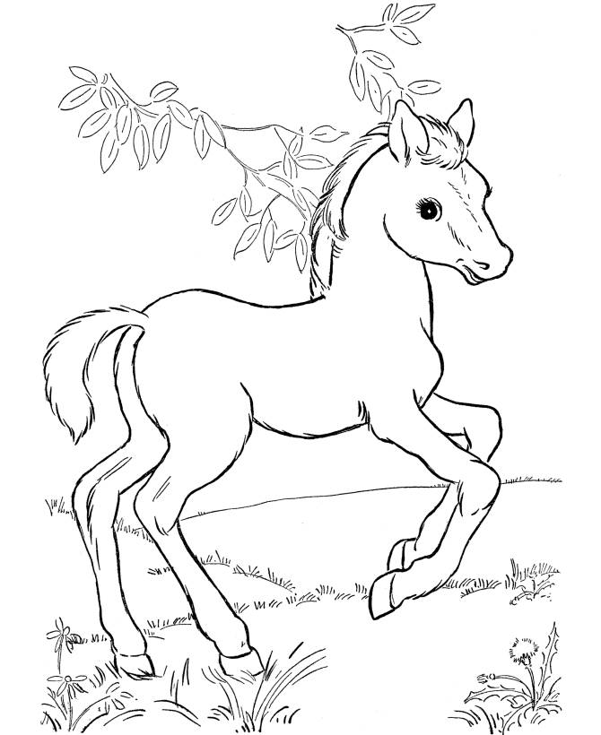 Ausmalbilder Pferde Shire Horse / Malvorlage Kaltblut Pferd Coloring