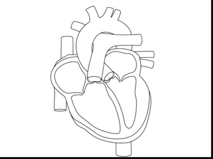 Skeleton Coloring Pages Anatomy at GetDrawings | Free download