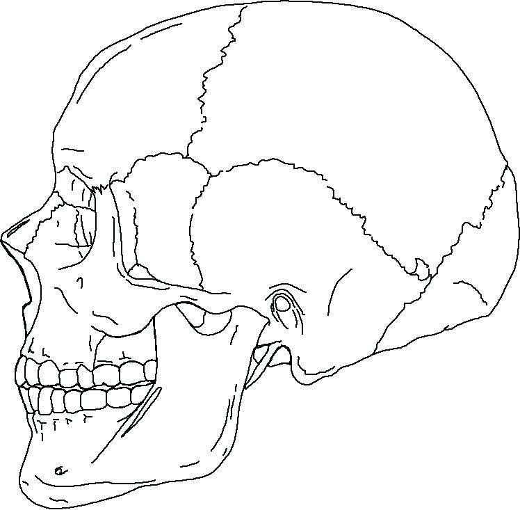 Skull Anatomy Coloring Pages At Getdrawings Free Download