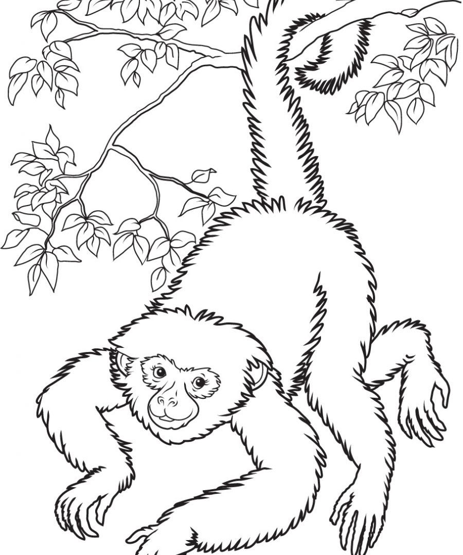 Download Spider Monkey Coloring Page at GetDrawings Free download.