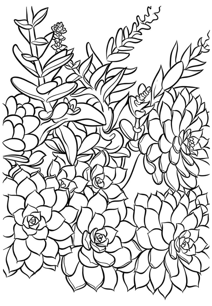 Succulent Coloring Page At Getdrawings Free Download