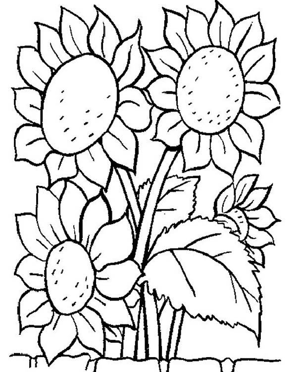 Summer Flowers Coloring Pages At Getdrawings 