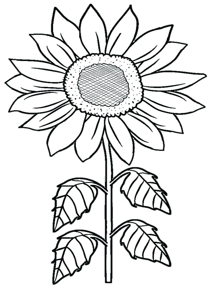 Sunflower Coloring Pages Printable At GetDrawings Free Download