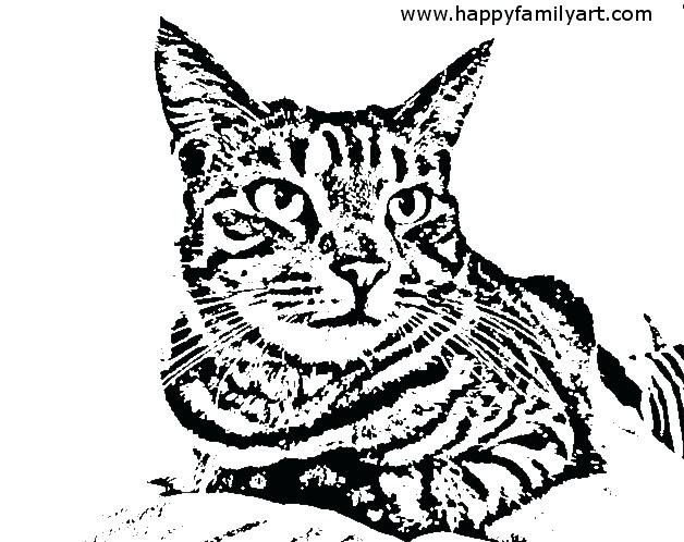 Tabby Cat Coloring Pages at GetDrawings | Free download