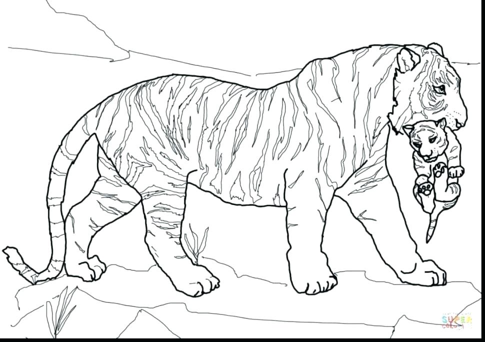 Tiger Cub Coloring Pages At Getdrawings Free Download 