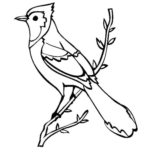 Toronto Blue Jays Coloring Pages At Getdrawings Free Download