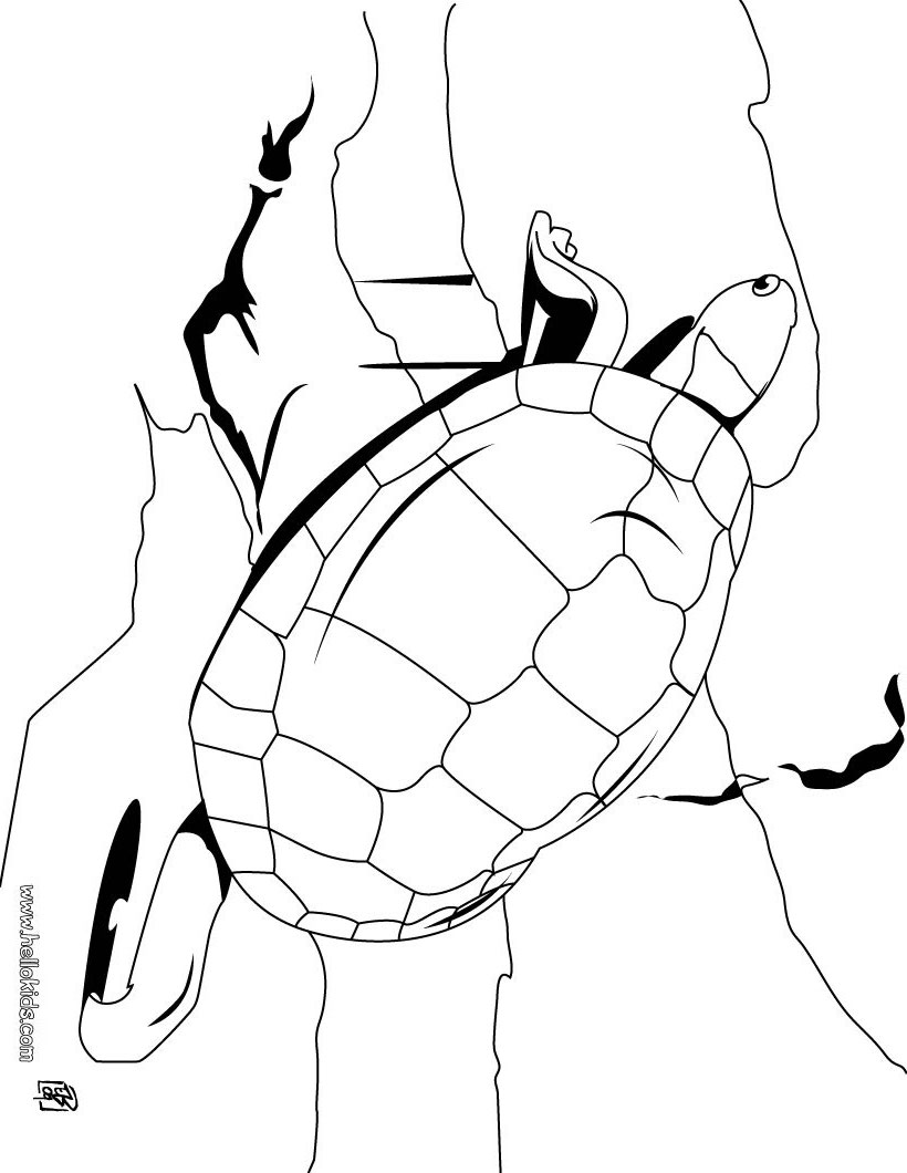 tortoise-drawing-at-getdrawings-free-download