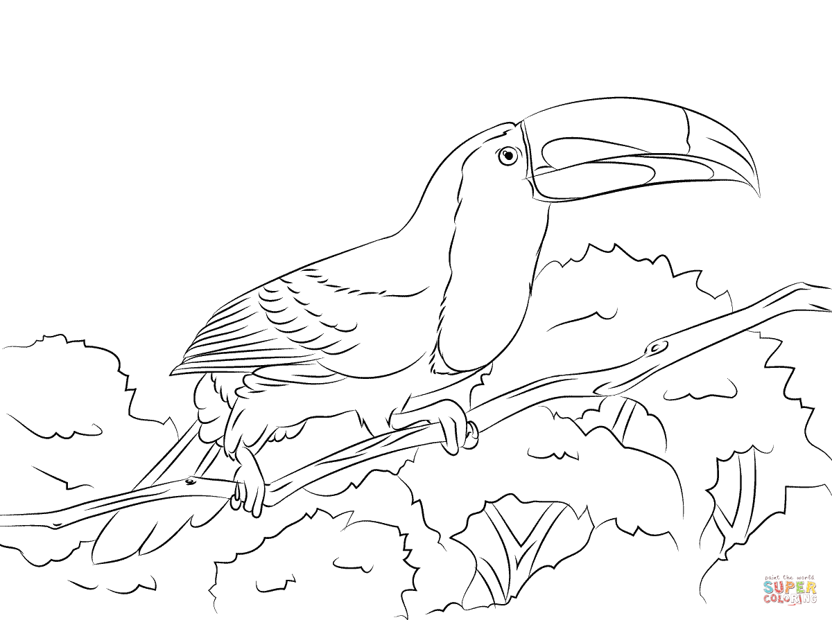 Toucan Bird Coloring Pages at GetDrawings | Free download