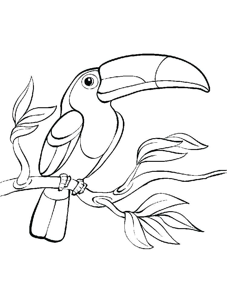 Toucan Coloring Page At GetDrawings Free Download