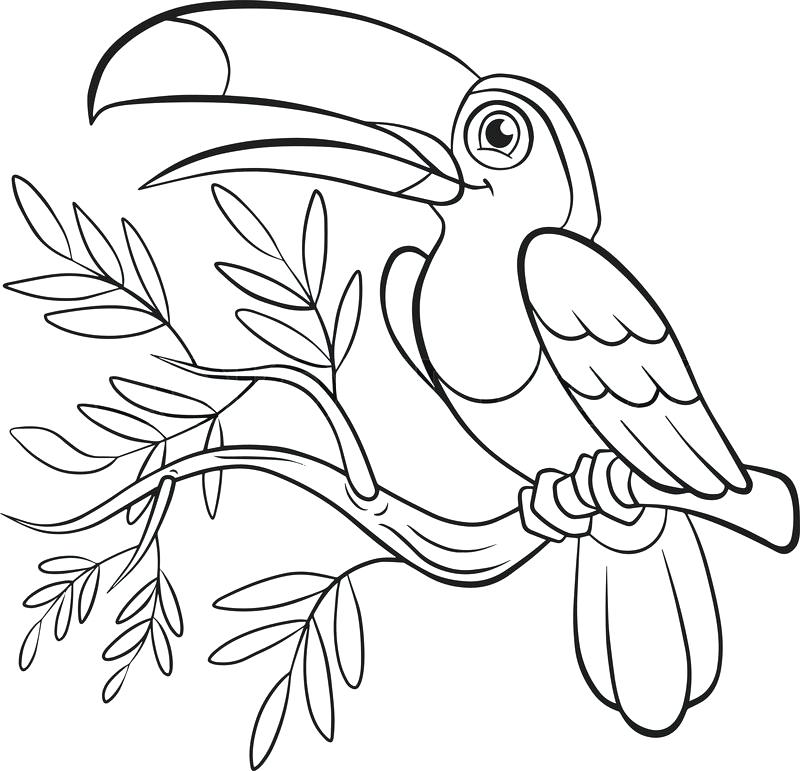 Toucan Coloring Page at GetDrawings Free download
