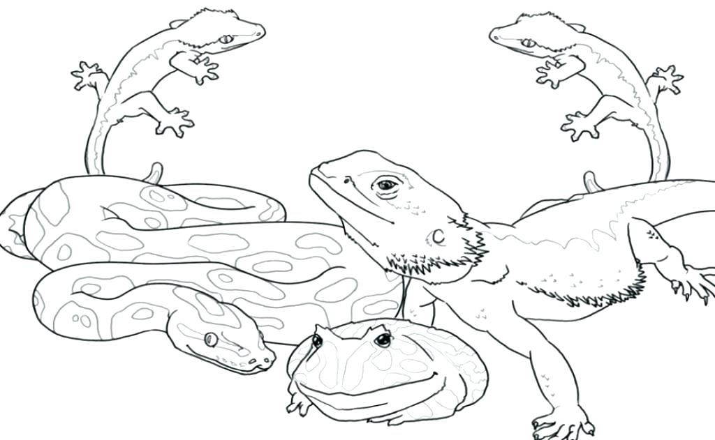 The Best Free Reptile Coloring Page Images Download From 90 Free 