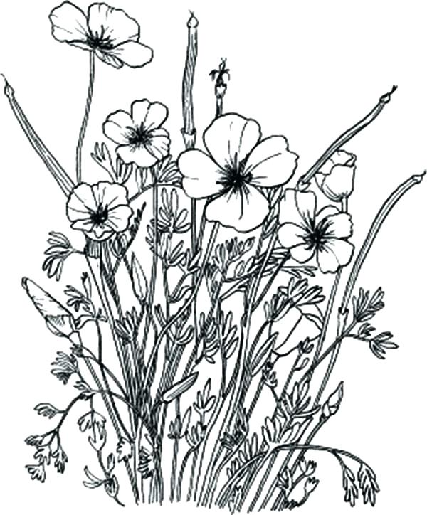 Wild Flower Coloring Pages at GetDrawings | Free download