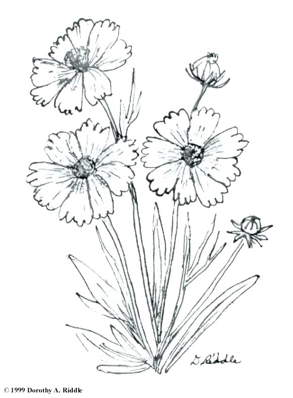 Wildflower Coloring Pages at GetDrawings Free download