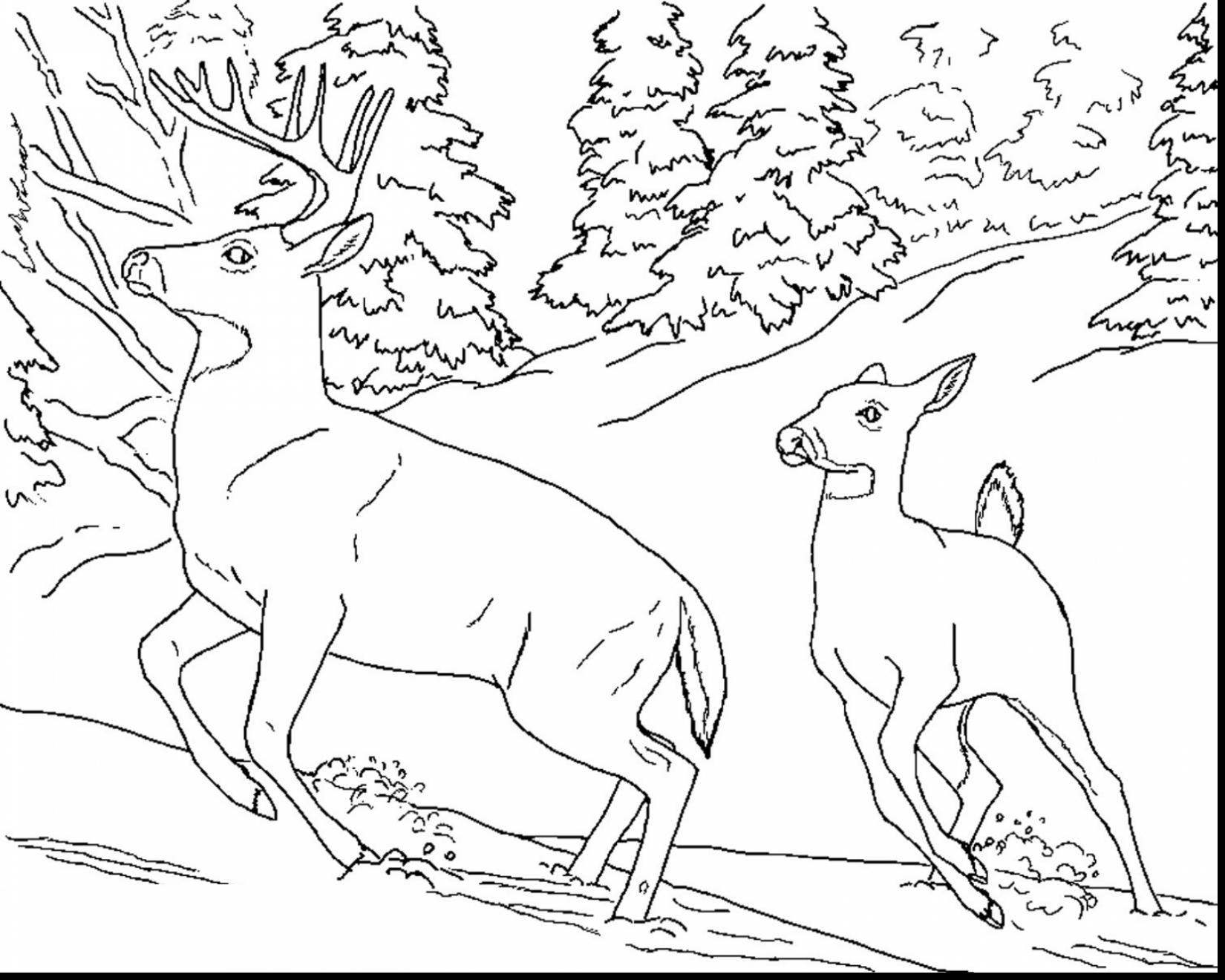 Winter Animals Coloring Pages at GetDrawings | Free download
