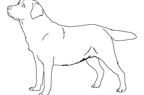 Yellow Lab Coloring Pages at GetDrawings | Free download