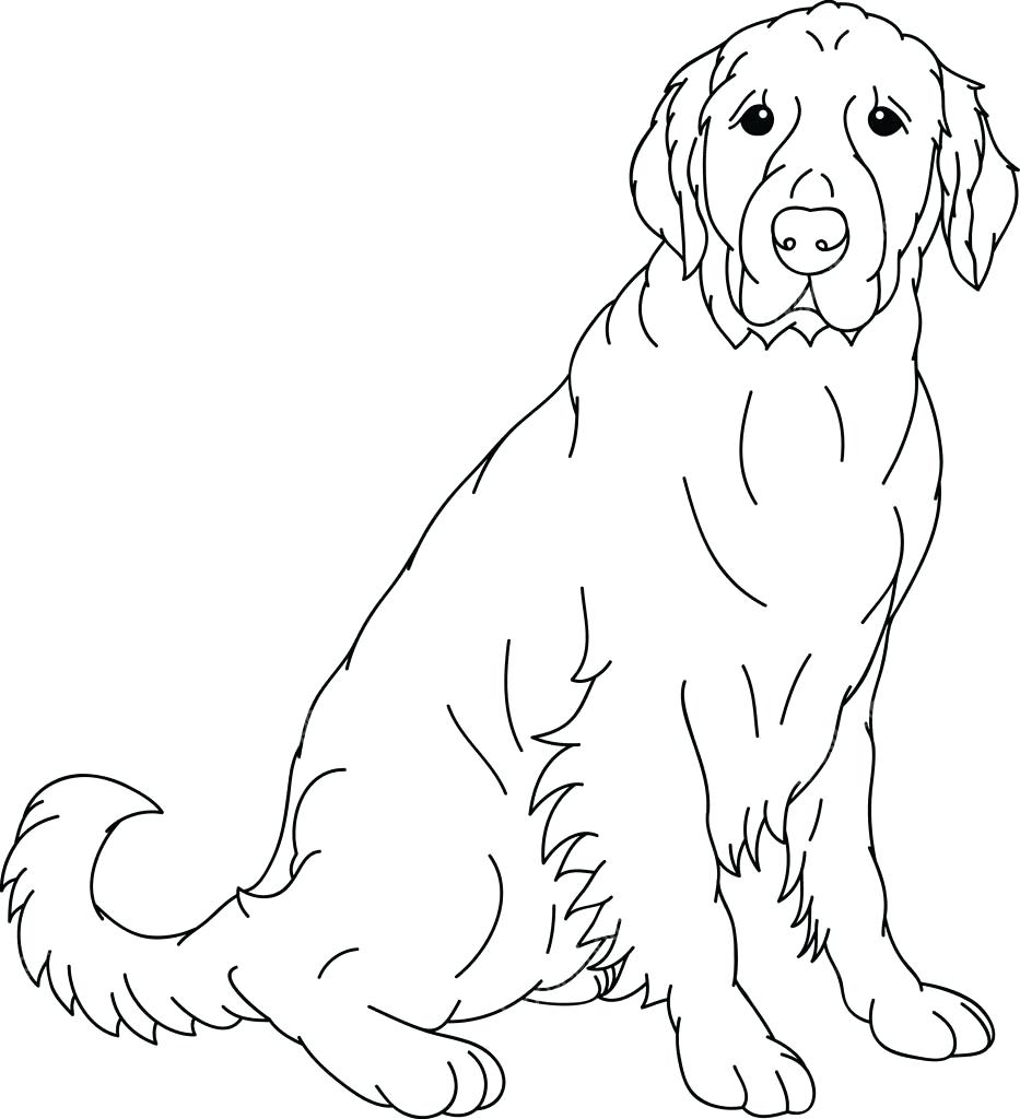Yellow Lab Coloring Pages at GetDrawings | Free download