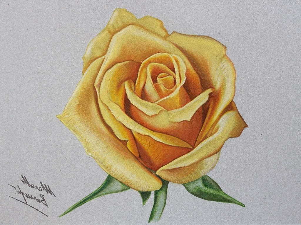 easy rose flower color pencil drawing