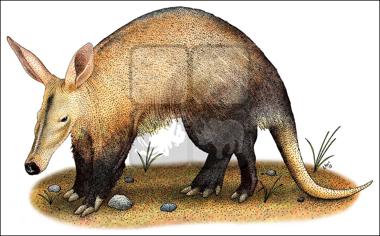 Aardvark Drawing at GetDrawings Free download