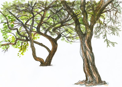 Acacia Tree Drawing at GetDrawings | Free download