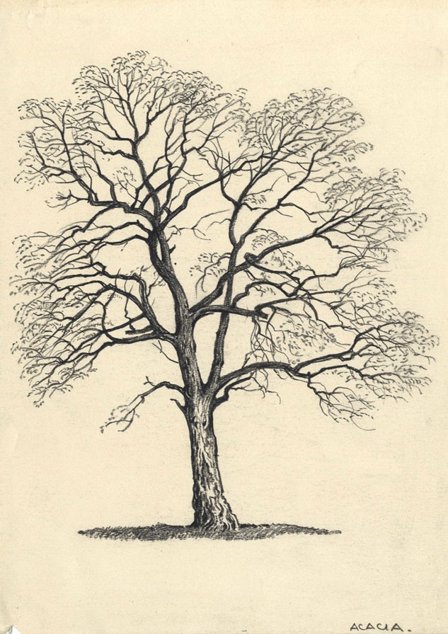 Acacia Tree Drawing at GetDrawings | Free download