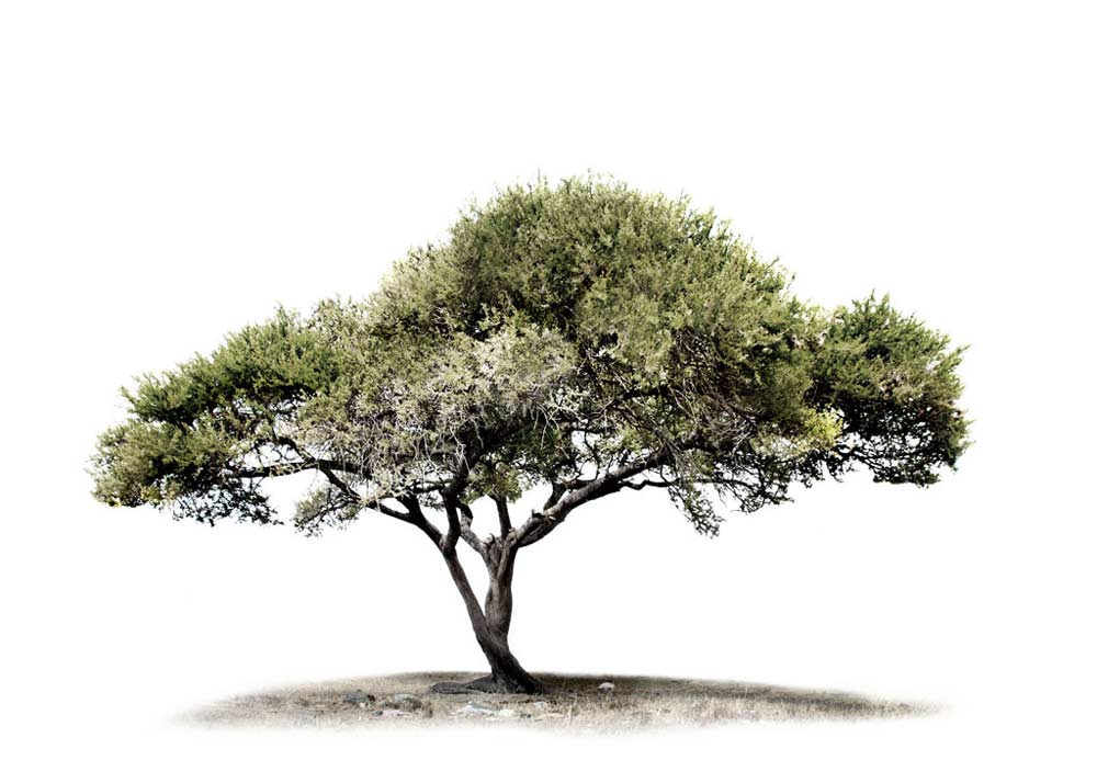 Acacia Tree Drawing at GetDrawings Free download