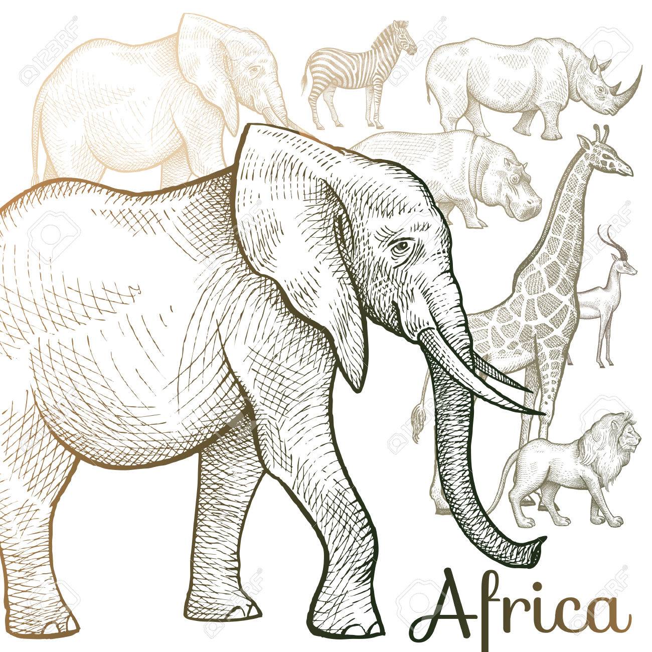 African Animals Drawing at GetDrawings | Free download