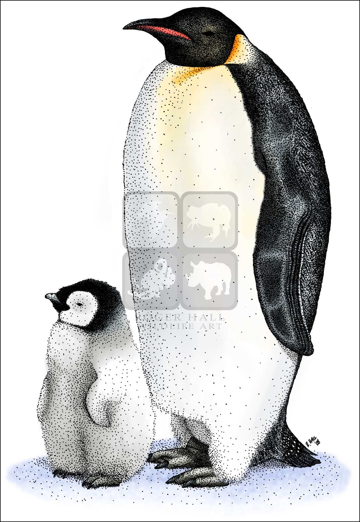 Императорский Пингвиненок на белом фоне