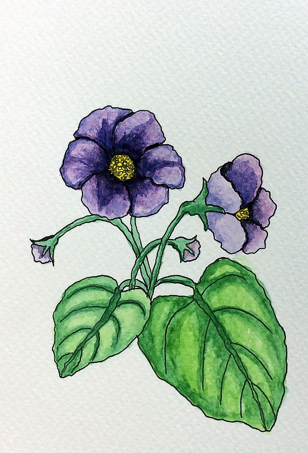 African Violet Drawing at GetDrawings | Free download