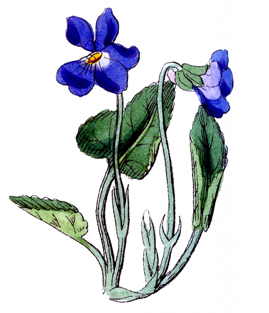 African Violet Drawing at GetDrawings Free download