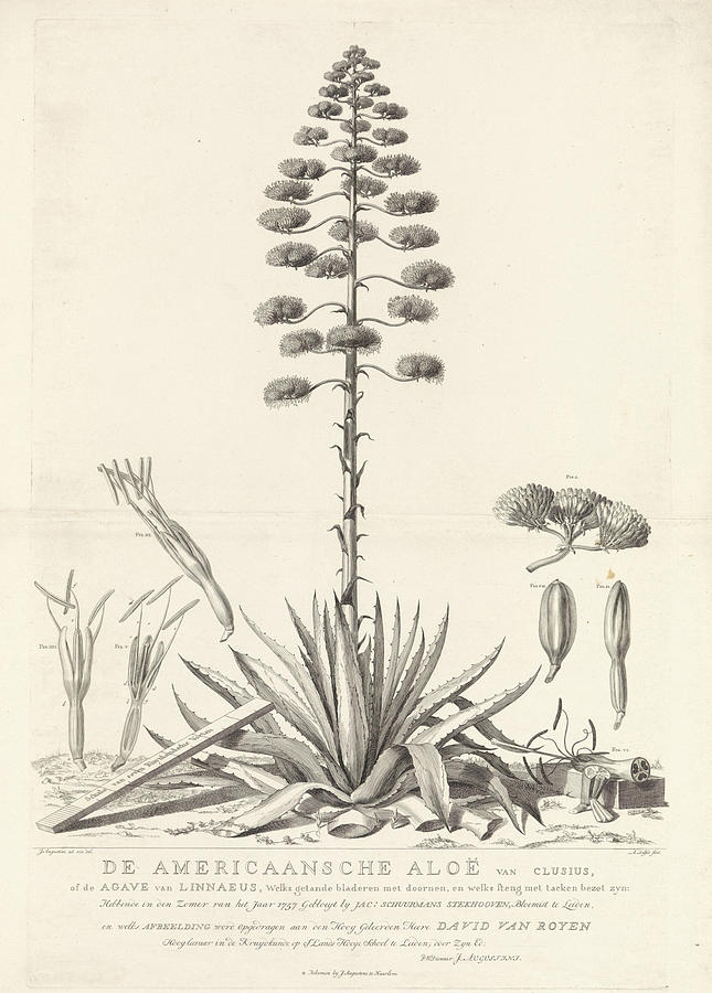 Agave Drawing at GetDrawings Free download
