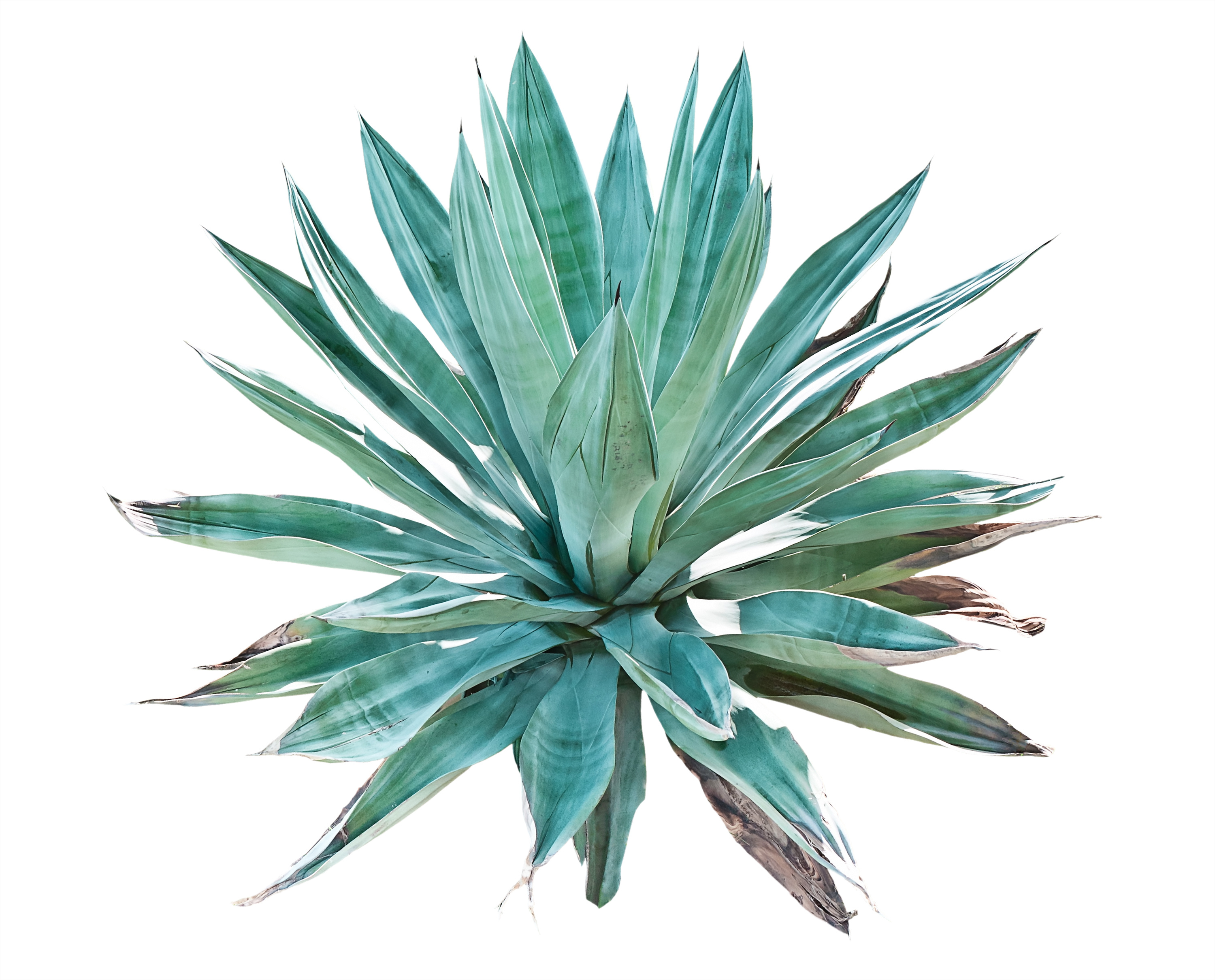 Agave Drawing at GetDrawings | Free download